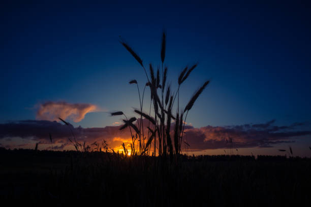 istock A beautiful crop grain field in the middle of summer. 1323521821