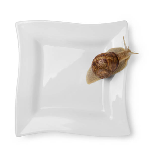 istock on a square white plate for an Asian dish, sits live snail, concept, on white background 1323523064