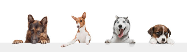 istock Art collage made of funny dogs different breeds posing isolated over white studio background. 1323523172
