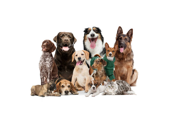 istock Art collage made of funny dogs different breeds posing isolated over white studio background. 1323523187