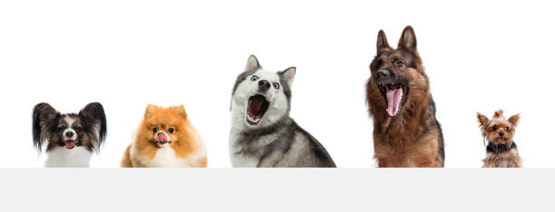 istock Art collage made of funny dogs different breeds posing isolated over white studio background. 1323523191