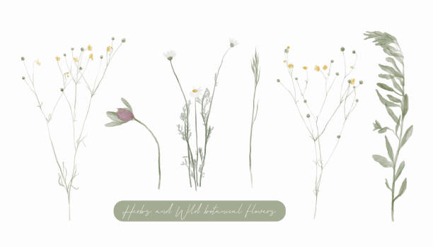 istock Herbs and wild botanical flowers. Set of botany vintage flowers. 1323523299