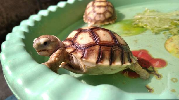 istock Baby Sulcata tortoise 1323523501