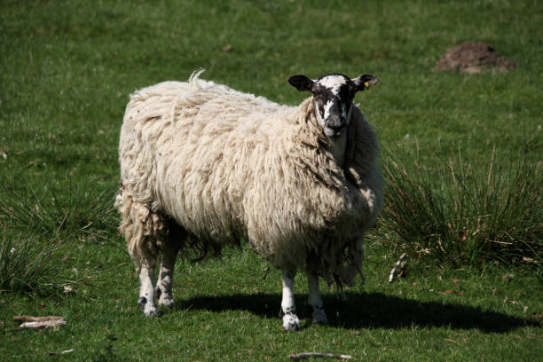 istock A view of a Sheep 1323524337