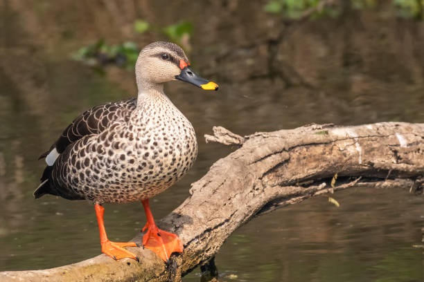 istock Indian spot-billed duck (Anas poecilorhyncha) 1323524356