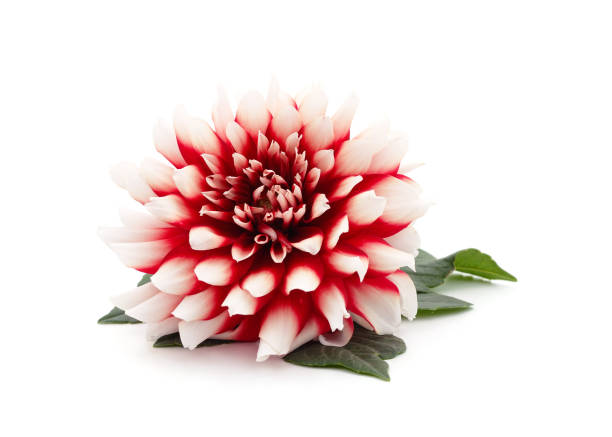 istock One pink dahlia with leaves. 1323524682