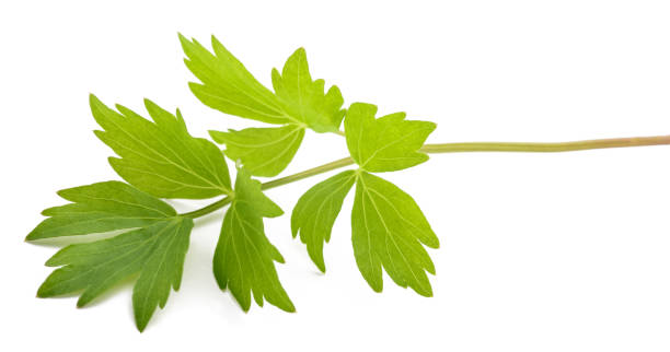 Fresh lovage Fresh lovage twig  isolated on white background lovage stock pictures, royalty-free photos & images