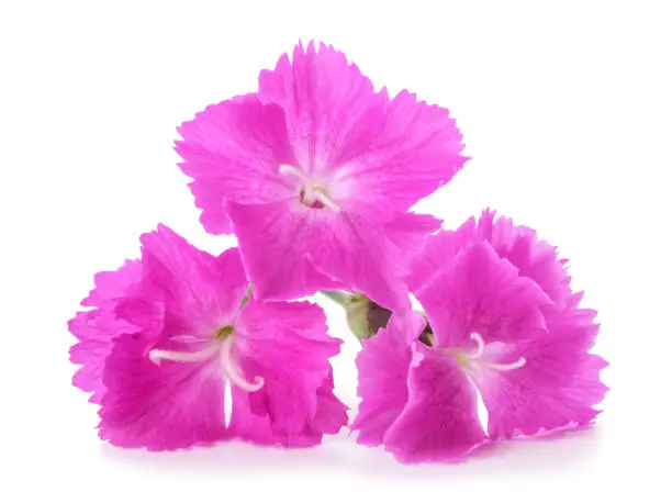 Dianthus Carthusian Pink isolated on white background