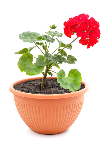 Red pelargonium in a flowerpot isolated on a white background.