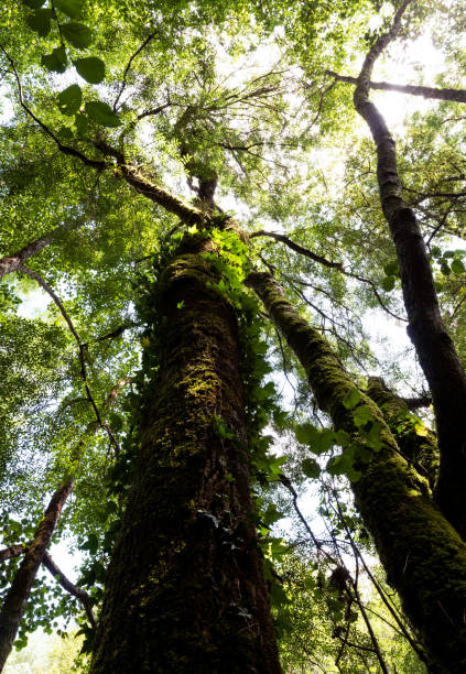 istock Tall leafy trees wrapped in vines viewed from below 1323525128