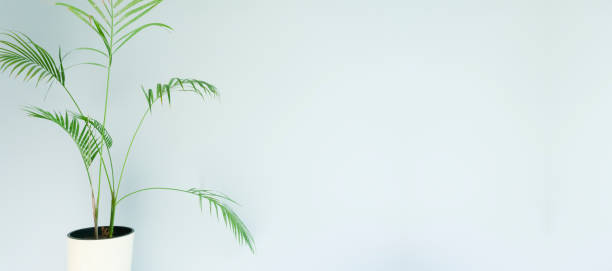 istock Empty wall with a plant. Light blue wall background in a room with a green tropical plant. Copy space 1323526019