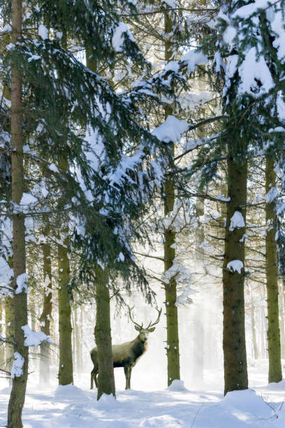 Snow covered trees in winter with deer looking between the trees