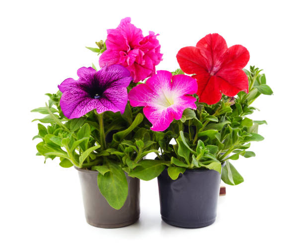 istock Red and purple petunia in pots. 1323527273