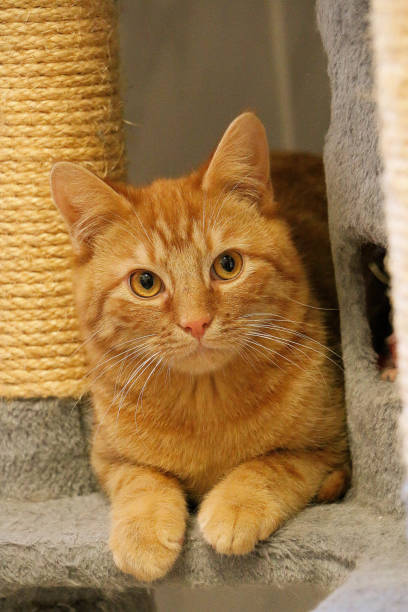istock a red haired cat is lying on the scratching post 1323527841