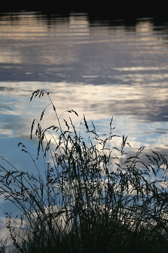 Wild plants growing by near a river, illuminated by warm sunlight. Selective focus.