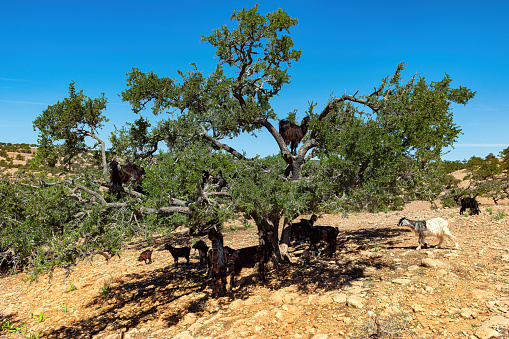 View of a herd of goats grazing in mediterranean rural environment.