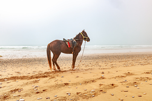 Horse with saddle stands along the coast of the Atlantic Moroco South Africa,Atlantic Morocco, North Africa, Nikon D3x