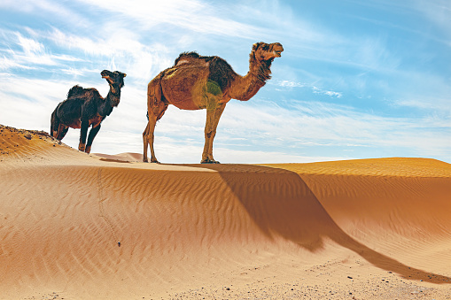 Camels in the Sahara, Erg Chebbi, Morocco, North Africa