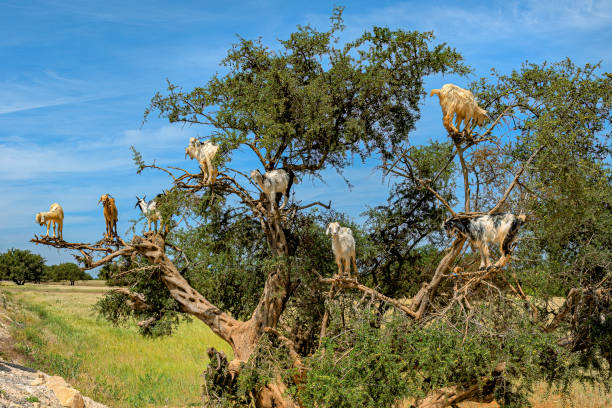 istock Goats graze on the Argan tree, Morocco South Africa 1323530088