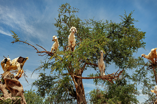 A number of of goats happily grazing in an Argan tree near Essaouira, MoroccoNorth Africa Nilon D3x .Some goats that have climbed up an argan tree in Morocco. They climb to better read the argan which they eat.Nikon D3x