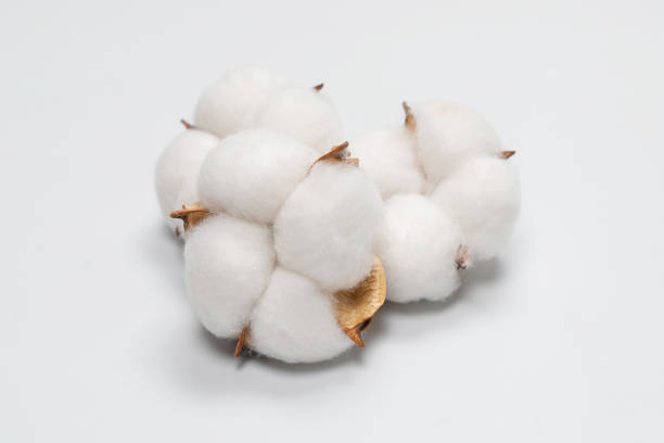 istock Cotton flower branch isolated on white background. 1323530191