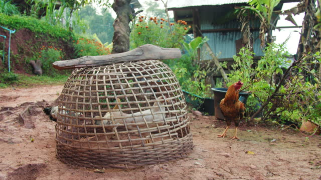 Domestic chickens are raised in chicken coops. to be used as food in rural villages in Thailand.4K Slow motion.
