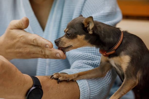 istock A man in a robe feeds a small dog with cookies. 1323533989