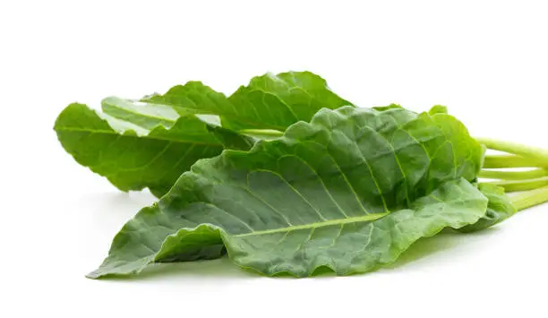 Green bouquet of sorrel isolated on a white background.