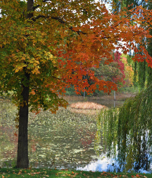 istock Fall Colors-Lilly Pond- Saugatuck Michigan 1323535870