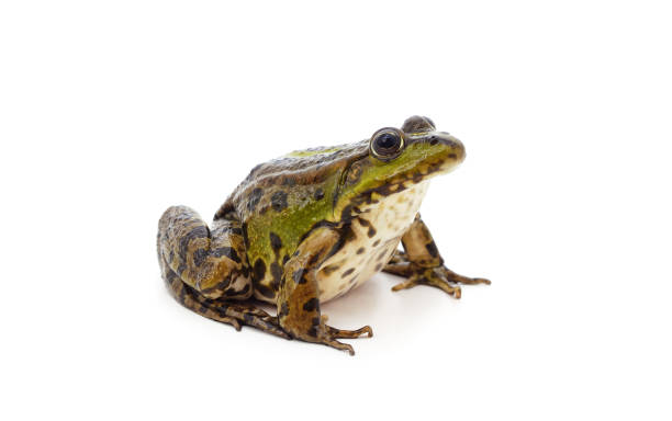 One green spotted frog. One green spotted frog isolated on a white background. giant frog stock pictures, royalty-free photos & images