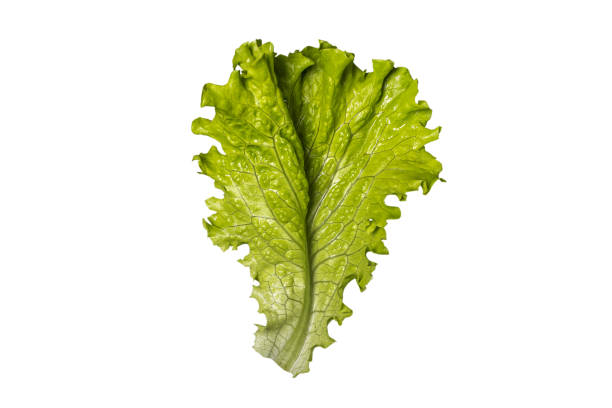istock branch with green salad isolated on white background 1323536552