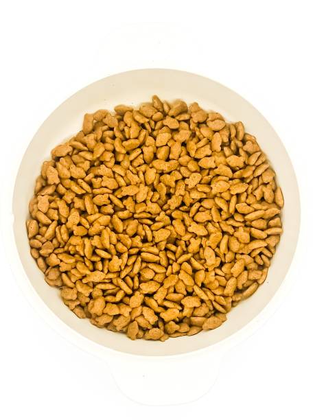 istock cat food in a tray on a white background 1323536914