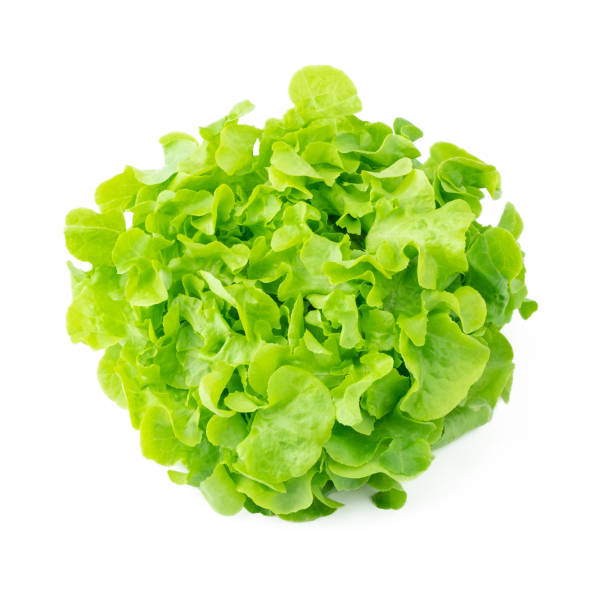 green oak lettuce organic vegetable on white background - oak leaf imagens e fotografias de stock