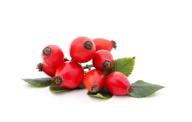 Rosehip with red leaves isolated on a white background.