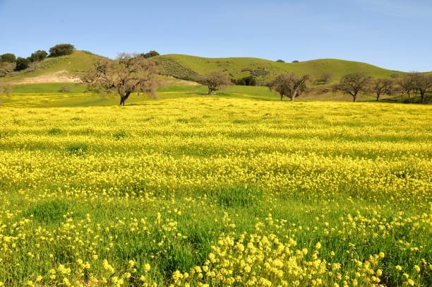 roble vivo de california - precordillera fotografías e imágenes de stock