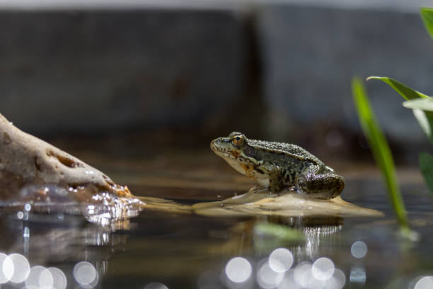 istock A green frog in the garden pond. 1323538282