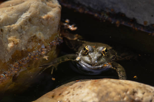 istock A green frog in the garden pond. 1323538289
