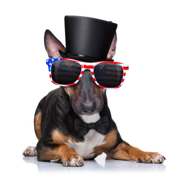 istock independence day 4th of july dog 1323538432