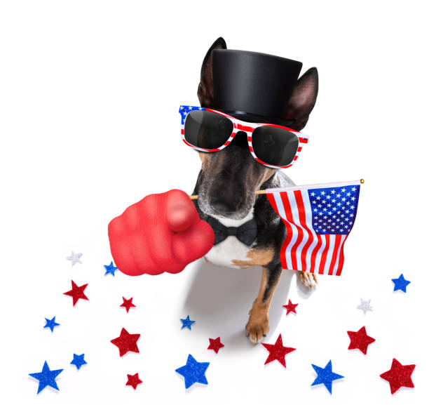 istock independence day 4th of july dog 1323538563