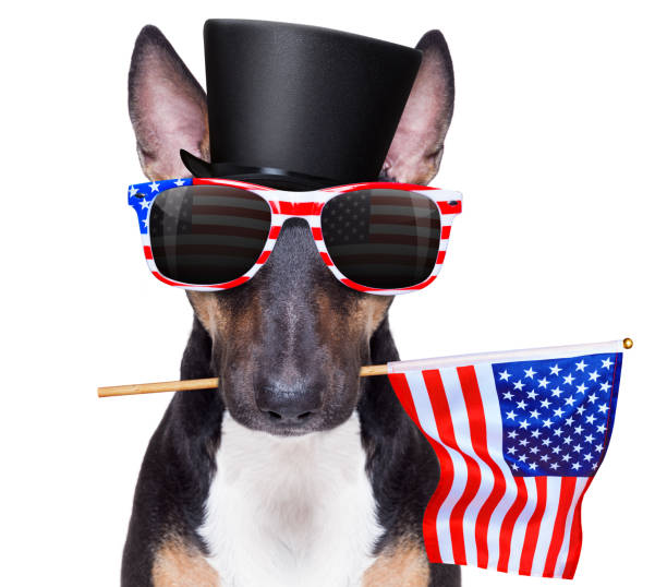 istock independence day 4th of july dog 1323538609