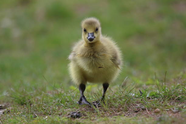istock Little fluffy Canada goose gosling 1323539273