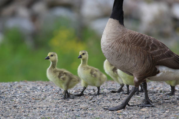 istock Gosling walking with the mother goose 1323539279