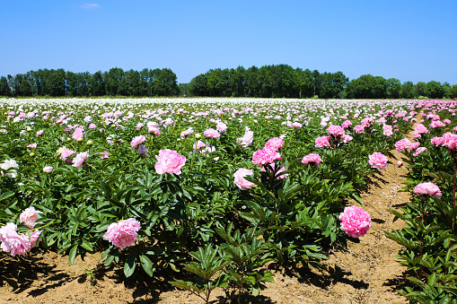 Scenic view on isolated agriculture field with with pink peonies (paeonia suffruticosa) in summer