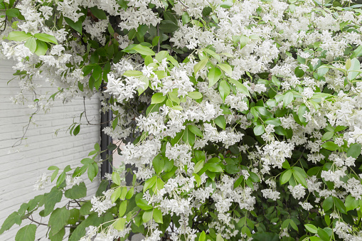 A pleasantly scented and climbing Tuscan jasmine for the garden conservatory or outdoors in a temperate climate.