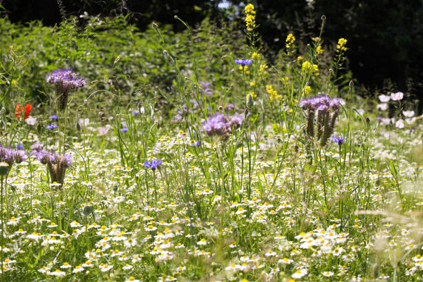 istock View on bee friendly wild flower meadow with white bright corn poppies (papaver rhoeas somniferum) and chamomile in summer 1323540938