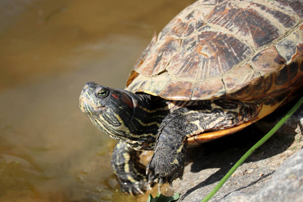 istock Red-eared turtle on the pond coast 1323541088