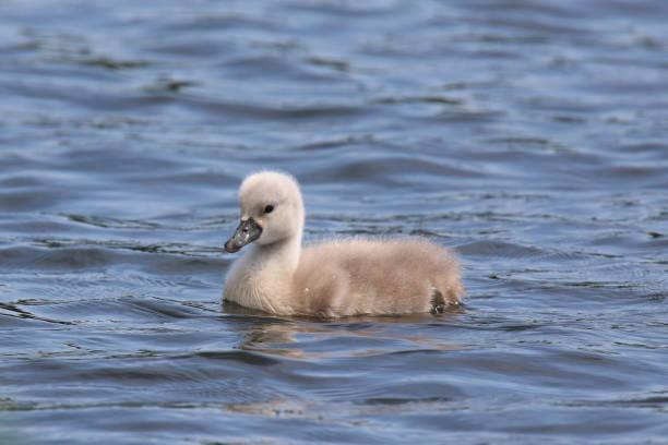istock One young mute swan cygnet swimming on a pond 1323543472