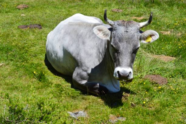 Cows on the pasture in South Tyrol