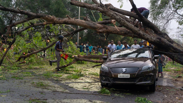 samochód uszkodzony przez upadek z dużego drzewa podczas deszczu - tornado storm road disaster zdjęcia i obrazy z banku zdjęć