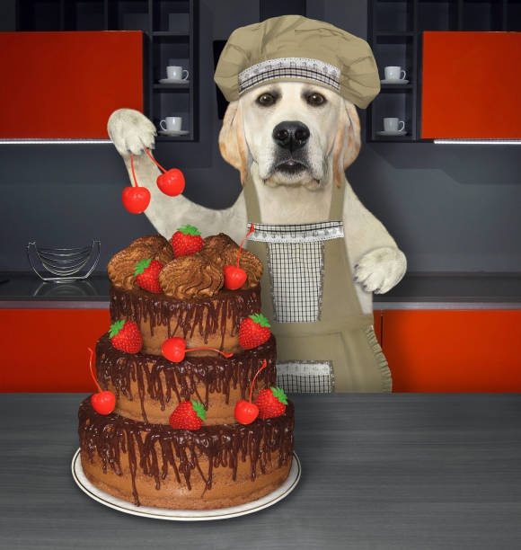 istock Dog labrador cooks truffle cake 1323545339